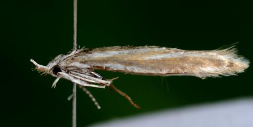 Coleophora pyrrhulipennella